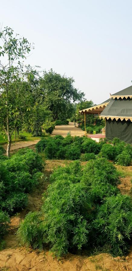 Orchard Tents & Tranquility Pushkar Bagian luar foto